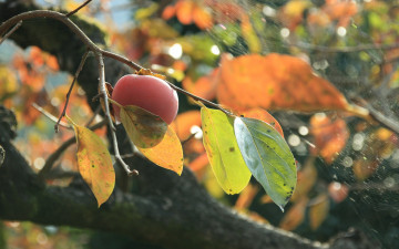 Картинка природа плоды ветка листья