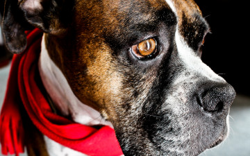 Картинка животные собаки морда шарф боксёр