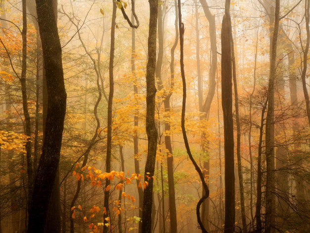 Обои картинки фото природа, лес, осень, стволы