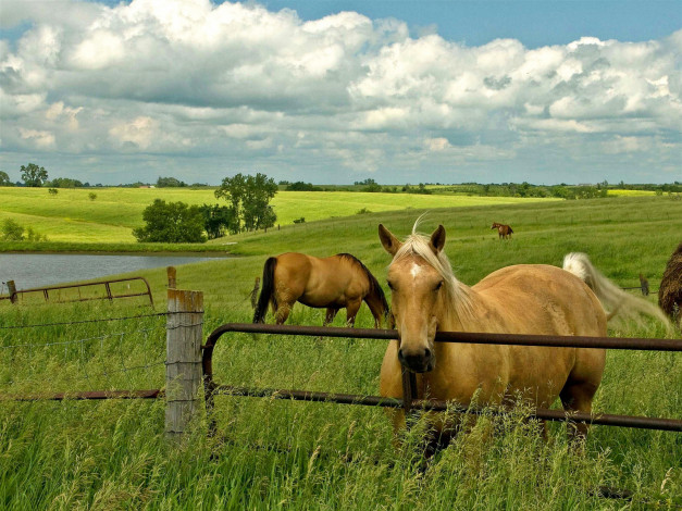 Обои картинки фото животные, лошади, поле, забор