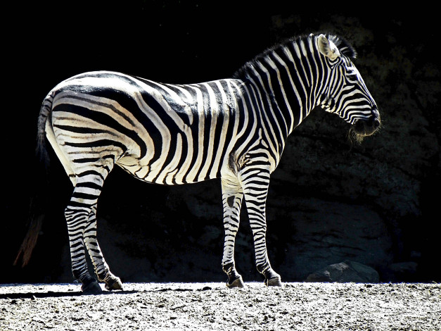 Обои картинки фото животные, зебры, тёмный, фон