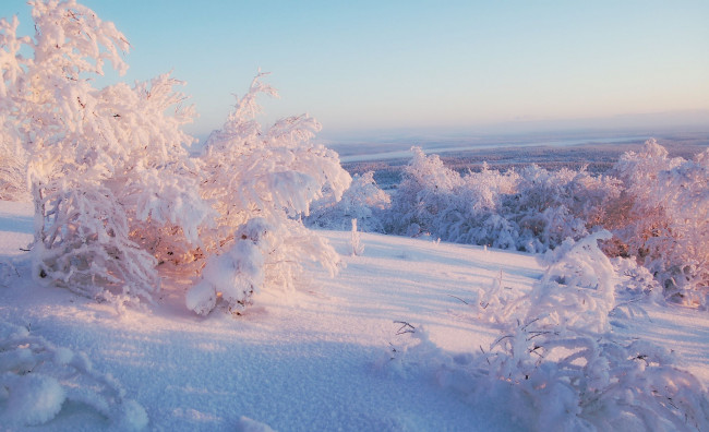 Обои картинки фото природа, зима, кусты, пейзаж, снег