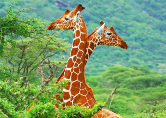 обоя животные, жирафы, африка, саванна