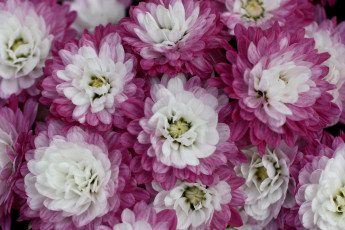 Картинка цветы хризантемы пестрый розовый