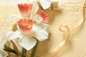 Картинка цветы нарциссы макро лепестки