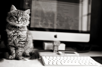 Картинка животные коты клавиатура apple котёнок компьютер