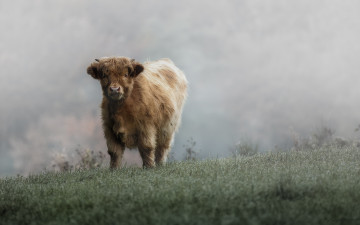 Картинка животные коровы буйволы иней пастбище холод мороз трава