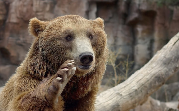 Картинка животные медведи медьведь природа поза