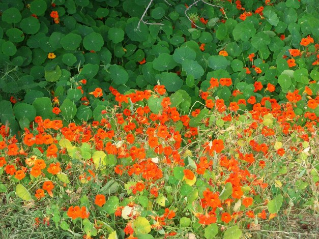 Обои картинки фото цветы, настурции, зеленый, оранжевый