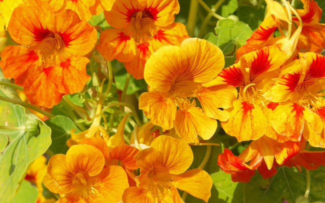 Обои картинки фото цветы, настурции, оранжевый