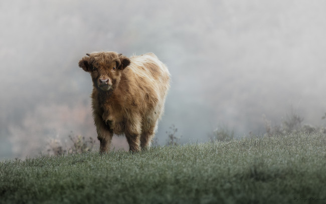 Обои картинки фото животные, коровы, буйволы, иней, пастбище, холод, мороз, трава