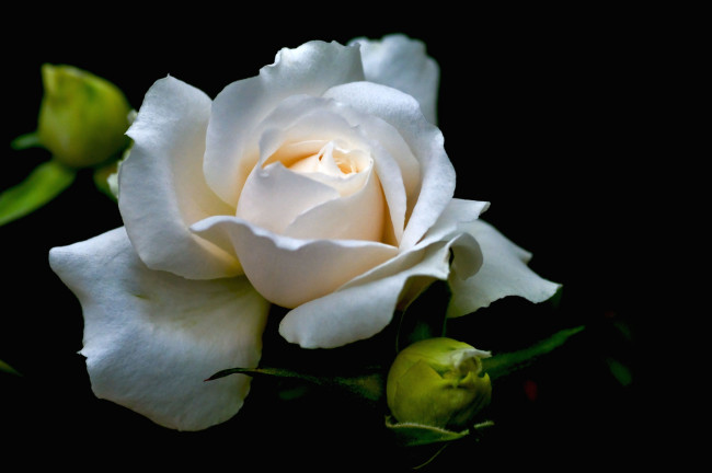 Обои картинки фото цветы, розы, лепестки, макро, белый