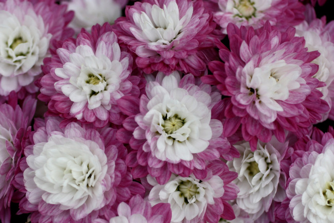 Обои картинки фото цветы, хризантемы, пестрый, розовый