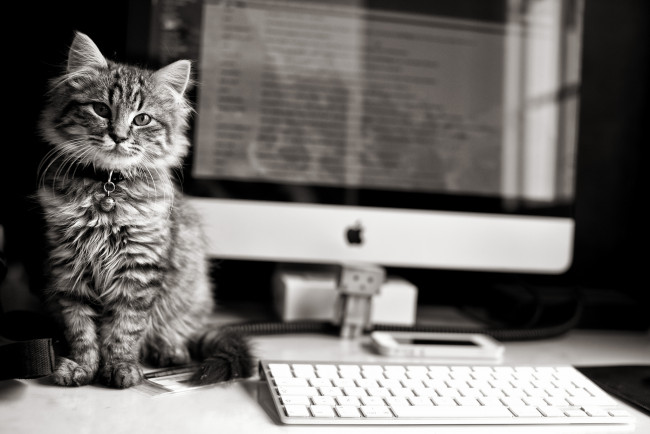 Обои картинки фото животные, коты, клавиатура, apple, котёнок, компьютер