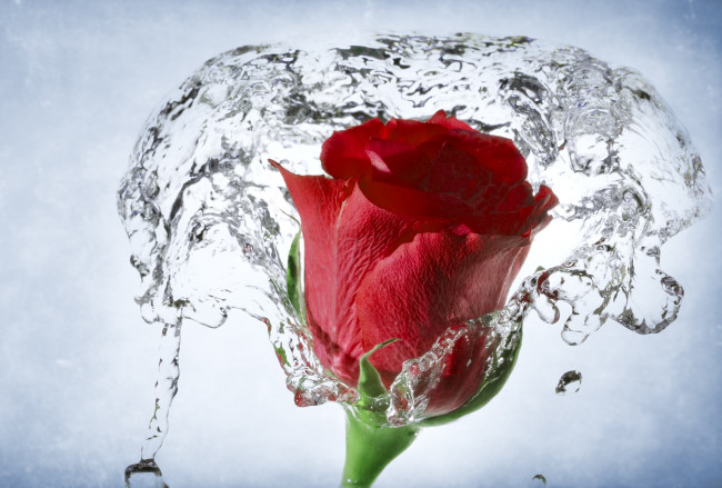 Обои картинки фото цветы, розы, вода, брызги, бутон
