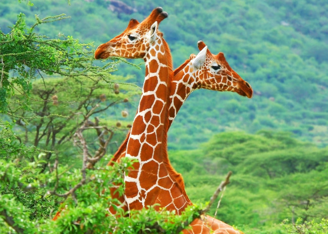 Обои картинки фото животные, жирафы, африка, саванна