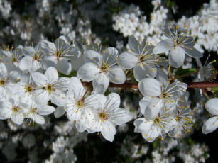 Картинка цветы цветущие деревья кустарники алыча белые