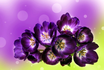 Картинка цветы тюльпаны сиреневый