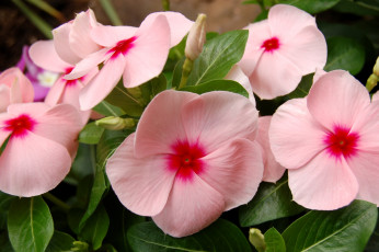 Картинка цветы катарантусы розовый