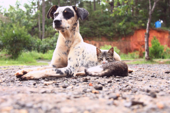 Картинка животные разные вместе друзья кошка собака