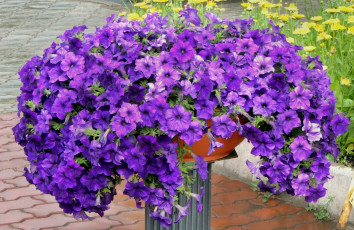 Картинка цветы петунии калибрахоа фиолетовый