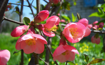 Картинка цветы айва розовые