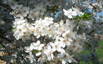 Картинка цветы цветущие деревья кустарники белые алыча