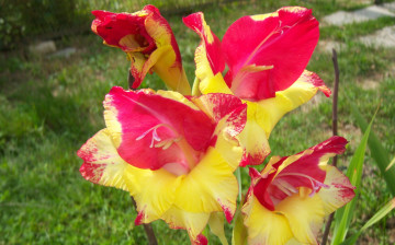 Картинка цветы гладиолусы красно-жёлтые