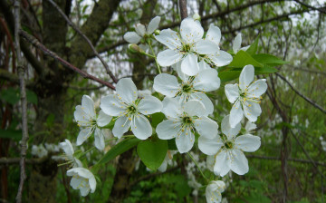 Картинка цветы сакура вишня белые