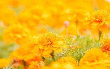 Картинка цветы бархатцы желтый