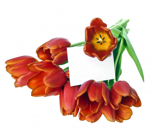 Обои картинки фото цветы, тюльпаны, записка, букет