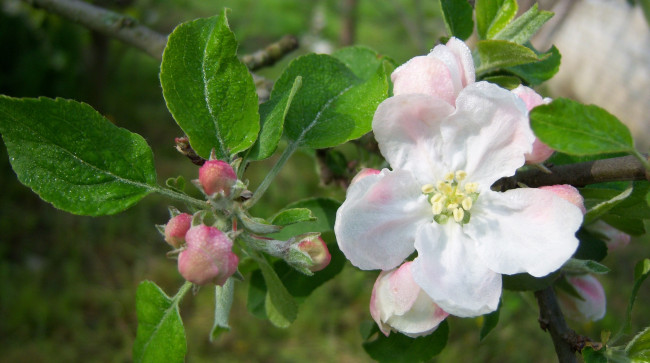 Обои картинки фото цветы, цветущие, деревья, кустарники, яблоня, росса