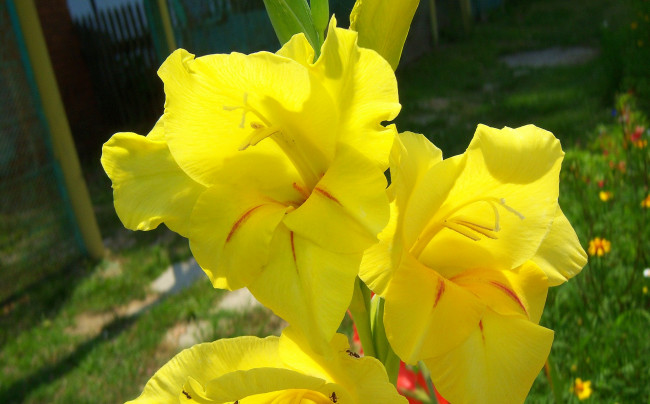 Обои картинки фото цветы, гладиолусы, жёлтые