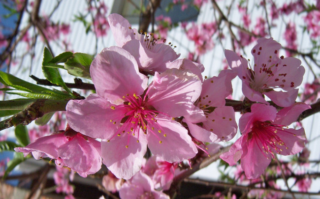 Обои картинки фото цветы, цветущие, деревья, кустарники, розовые, персик