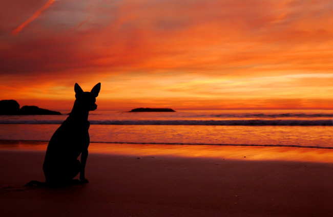 Обои картинки фото животные, собаки, силуэт, собака, пляж, закат, море