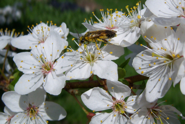 Обои картинки фото цветы, цветущие, деревья, кустарники, пчела, белые, алыча