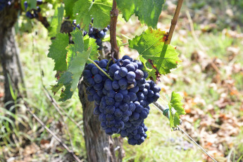 Картинка природа Ягоды +виноград ягоды виноградник