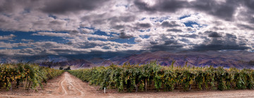 Картинка природа поля горы виноградник равнина