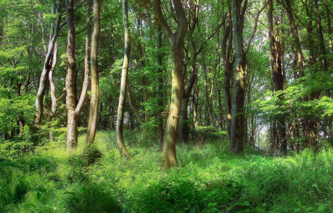 Обои картинки фото природа, лес, трава, деревья