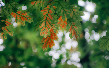 Картинка природа листья макро фон