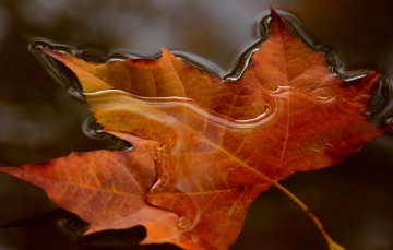 Картинка природа листья лист вода макро