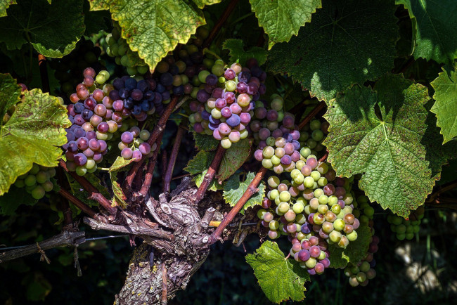 Обои картинки фото природа, ягоды,  виноград, виноград