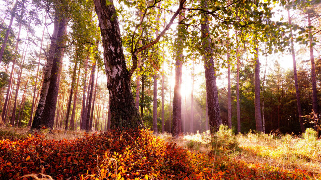 Обои картинки фото природа, лес, красота, деревья