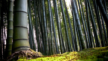обоя природа, лес, бамбук