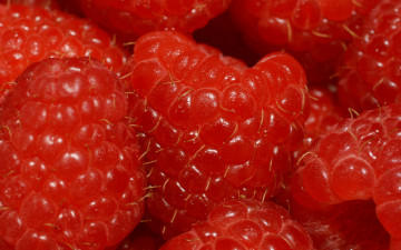 Картинка еда малина ягоды спелая макро