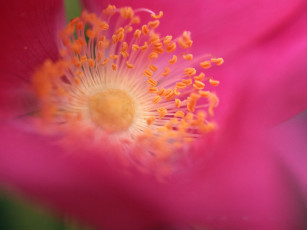 Картинка цветы анемоны адонисы