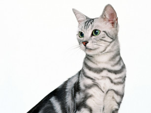 Картинка животные коты