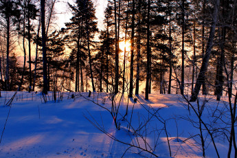 Картинка природа зима снег сосны