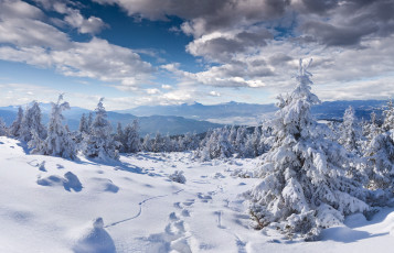 Картинка природа зима пейзаж следы ели снег
