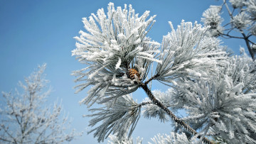 Картинка природа шишки жёлуди каштаны зима сосна хвоя
